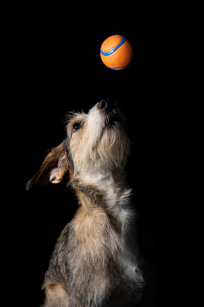 Servizio Fotografico pets animali domestici