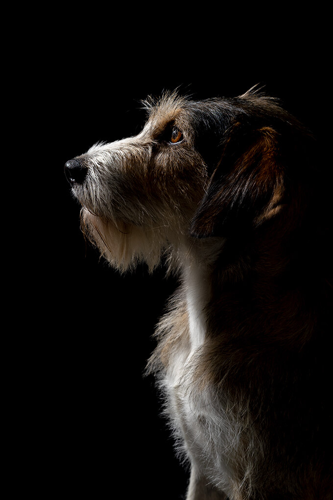 Servizio Fotografico pets animali domestici